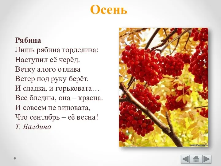 Рябина Лишь рябина горделива: Наступил её черёд. Ветку алого отлива Ветер под