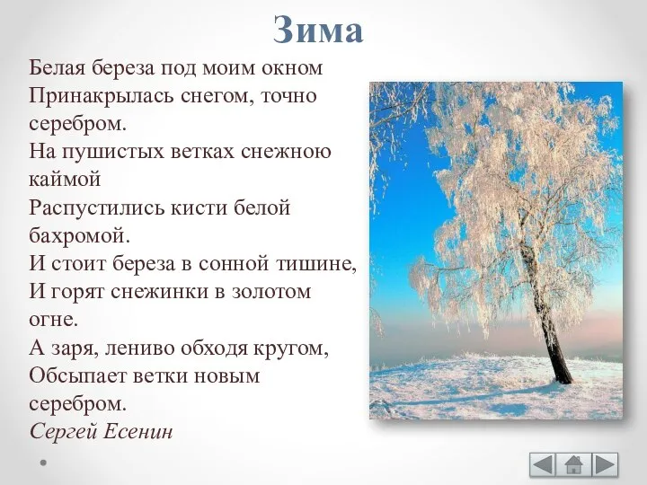 Белая береза под моим окном Принакрылась снегом, точно серебром. На пушистых ветках