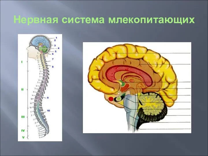 Нервная система млекопитающих