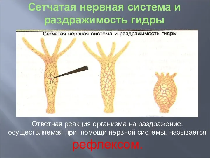 Сетчатая нервная система и раздражимость гидры Ответная реакция организма на раздражение, осуществляемая