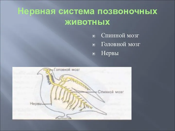 Нервная система позвоночных животных Спинной мозг Головной мозг Нервы