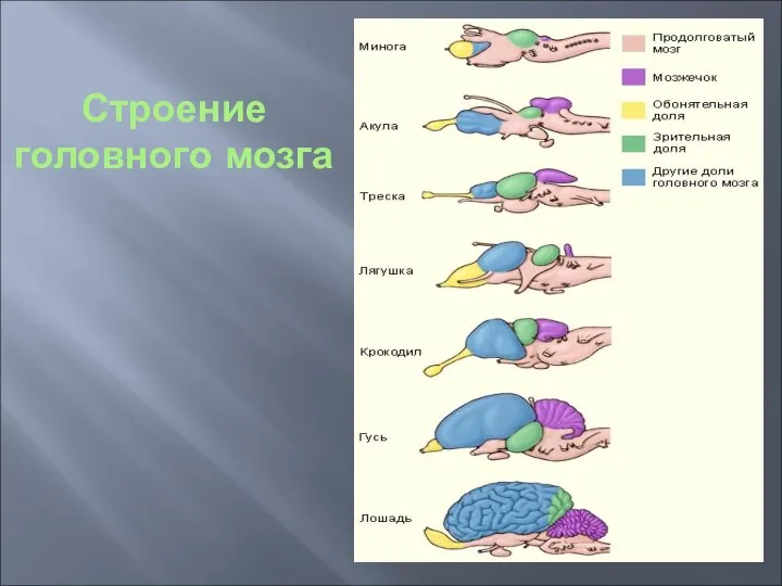 Строение головного мозга