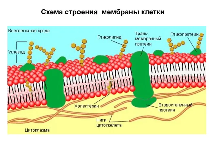 Схема строения мембраны клетки