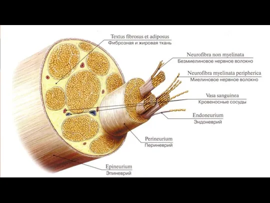 Анатомия периферических нервных стволов