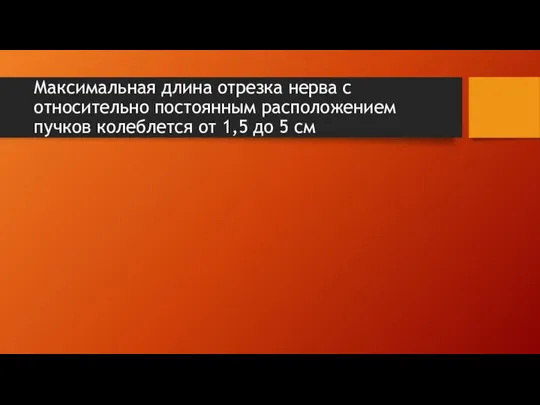 Максимальная длина отрезка нерва с относительно постоянным расположением пучков колеблется от 1,5 до 5 см