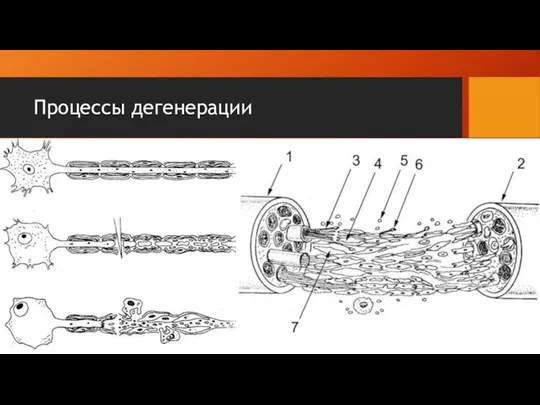 Процессы дегенерации