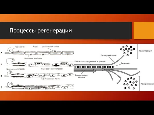 Процессы регенерации