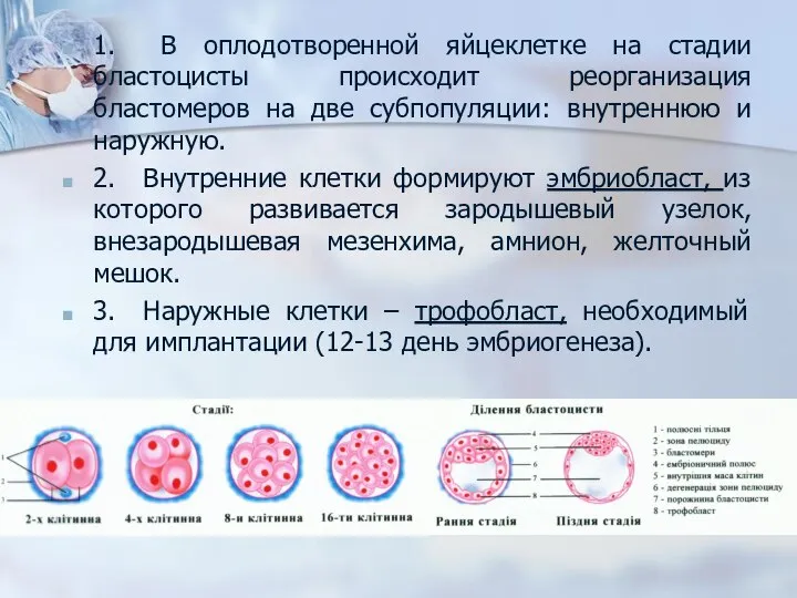 1. В оплодотворенной яйцеклетке на стадии бластоцисты происходит реорганизация бластомеров на две