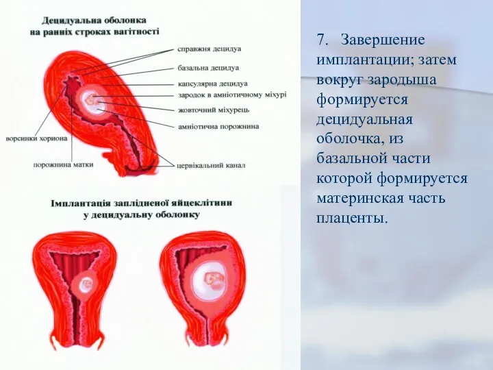 7. Завершение имплантации; затем вокруг зародыша формируется децидуальная оболочка, из базальной части