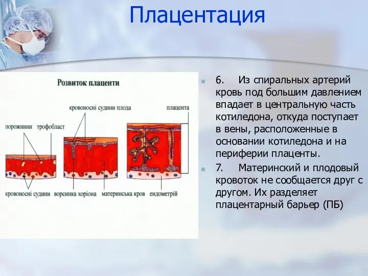 Плацентация 6. Из спиральных артерий кровь под большим давлением впадает в центральную