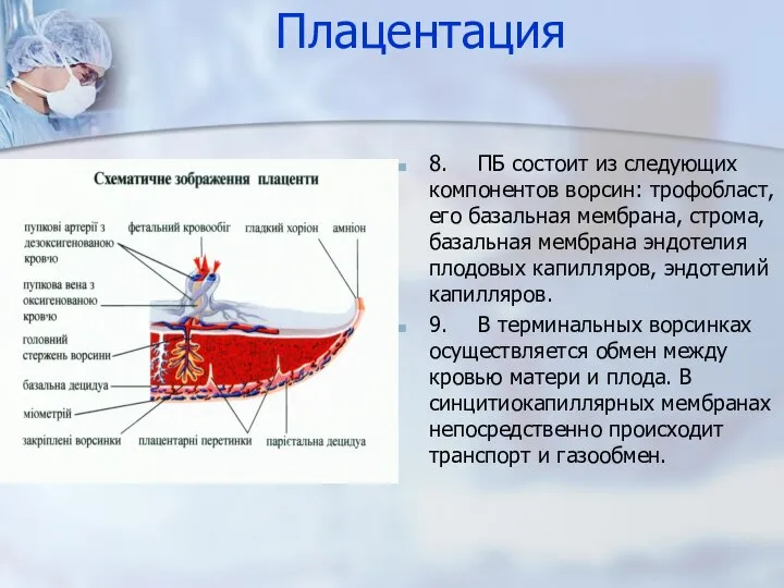 Плацентация 8. ПБ состоит из следующих компонентов ворсин: трофобласт, его базальная мембрана,