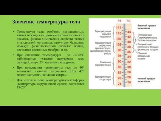 Значение температуры тела Температура тела, особенно «сердцевины», влияет на скорость протекания биохимических