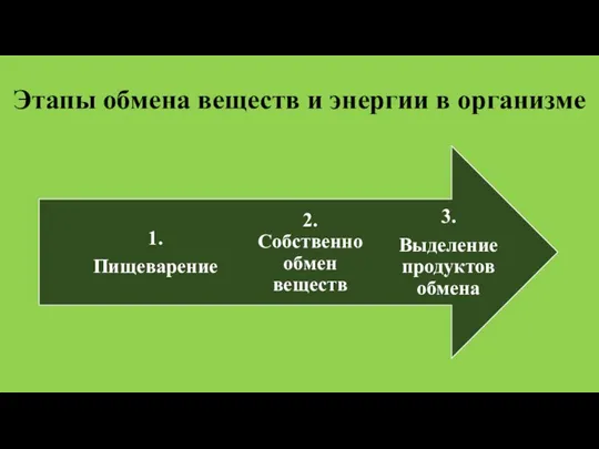 Этапы обмена веществ и энергии в организме