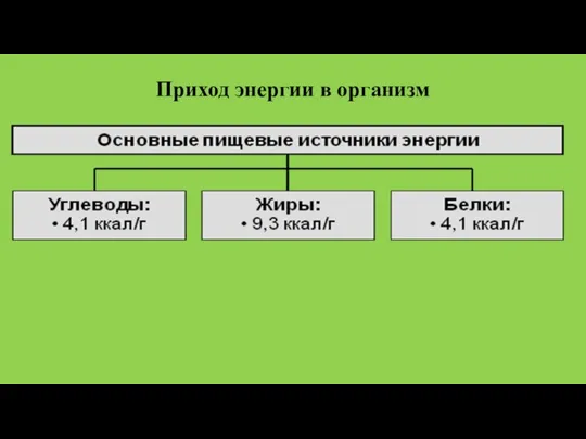 Приход энергии в организм