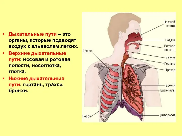 Дыхательные пути – это органы, которые подводят воздух к альвеолам легких. Верхние