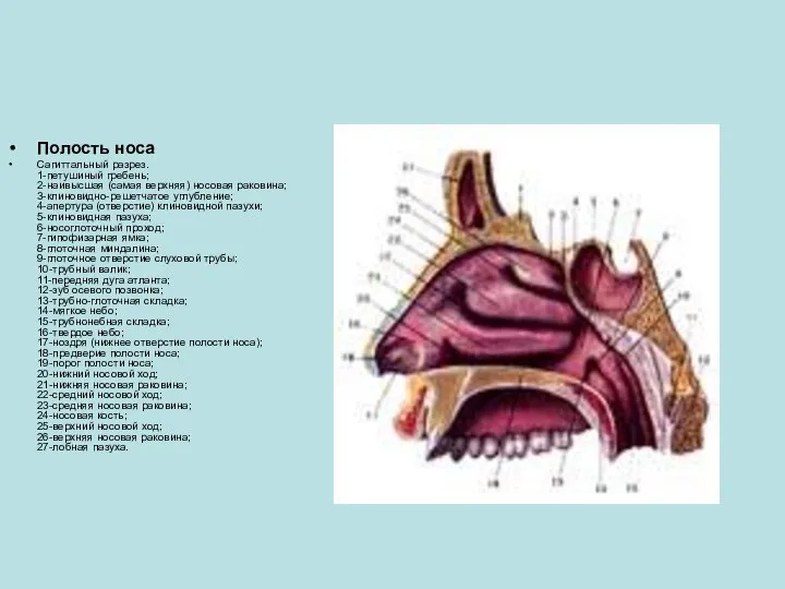 Полость носа Сагиттальный разрез. 1-петушиный гребень; 2-наивысшая (самая верхняя) носовая раковина; 3-клиновидно-решетчатое