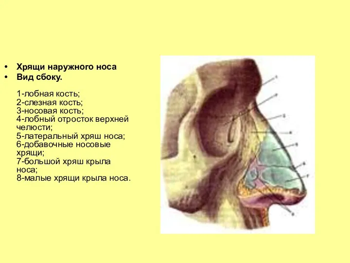 Хрящи наружного носа Вид сбоку. 1-лобная кость; 2-слезная кость; 3-носовая кость; 4-лобный