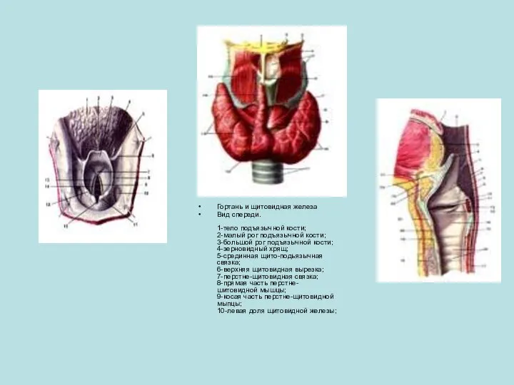 Гортань и щитовидная железа Вид спереди. 1-тело подъязычной кости; 2-малый рог подъязычной