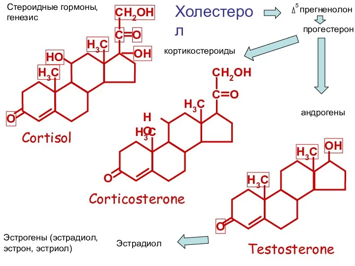 Testosterone Cortisol C O Corticosterone Холестерол 5 прегненолон прогестерон кортикостероиды андрогены Эстрогены