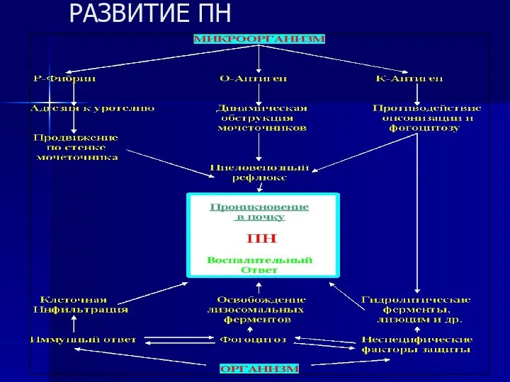 РАЗВИТИЕ ПН