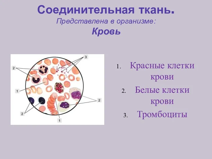 Соединительная ткань. Представлена в организме: Кровь Красные клетки крови Белые клетки крови Тромбоциты