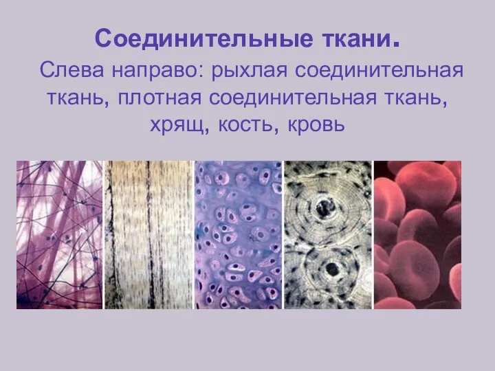 Соединительные ткани. Слева направо: рыхлая соединительная ткань, плотная соединительная ткань, хрящ, кость, кровь