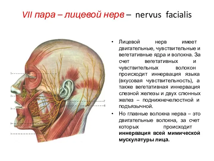 VII пара – лицевой нерв – nervus facialis Лицевой нерв имеет двигательные,