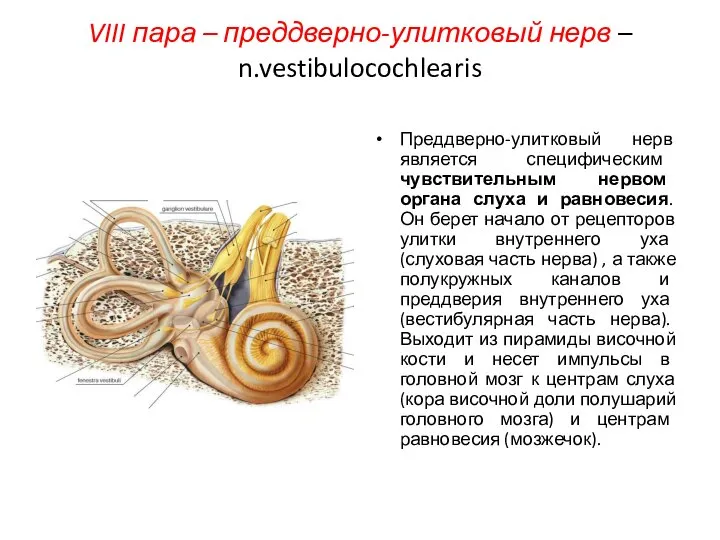 VIII пара – преддверно-улитковый нерв – n.vestibulocochlearis Преддверно-улитковый нерв является специфическим чувствительным
