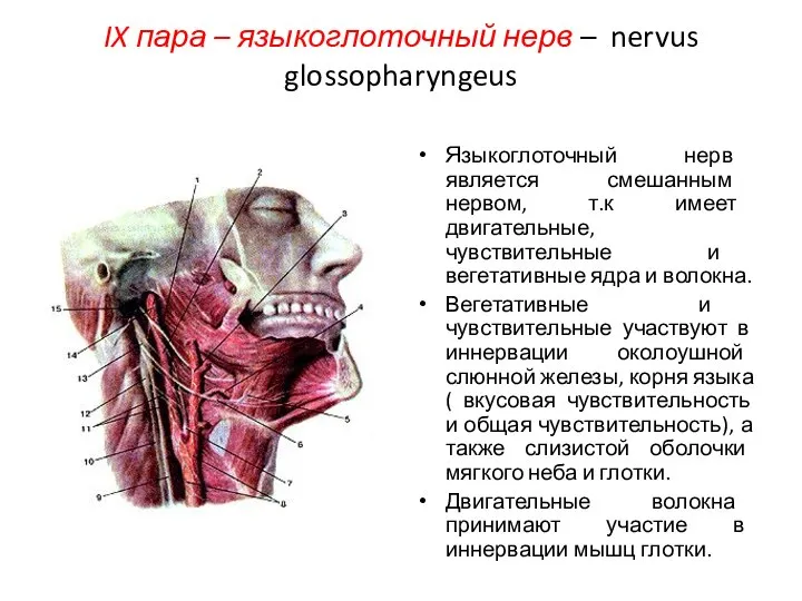 IX пара – языкоглоточный нерв – nervus glossopharyngeus Языкоглоточный нерв является смешанным