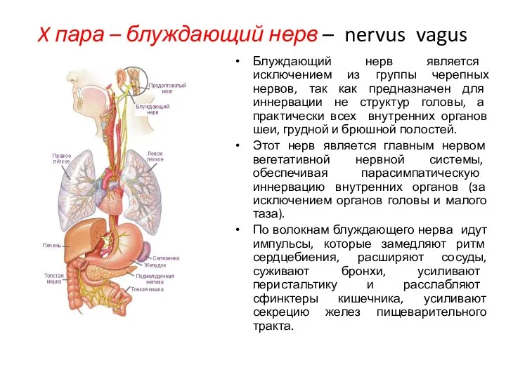 X пара – блуждающий нерв – nervus vagus Блуждающий нерв является исключением