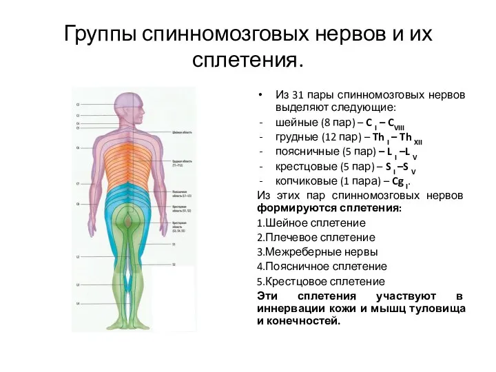 Группы спинномозговых нервов и их сплетения. Из 31 пары спинномозговых нервов выделяют