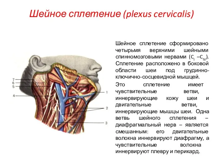 Шейное сплетение (plexus cervicalis) Шейное сплетение сформировано четырьмя верхними шейными спинномозговыми нервами