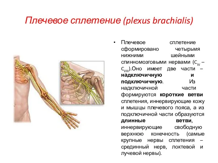 Плечевое сплетение (plexus brachialis) Плечевое сплетение сформировано четырьмя нижними шейными спинномозговыми нервами
