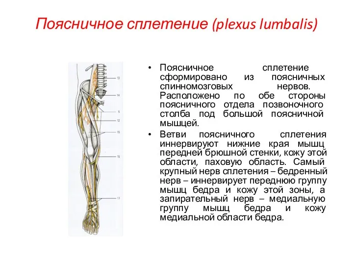 Поясничное сплетение (plexus lumbalis) Поясничное сплетение сформировано из поясничных спинномозговых нервов. Расположено
