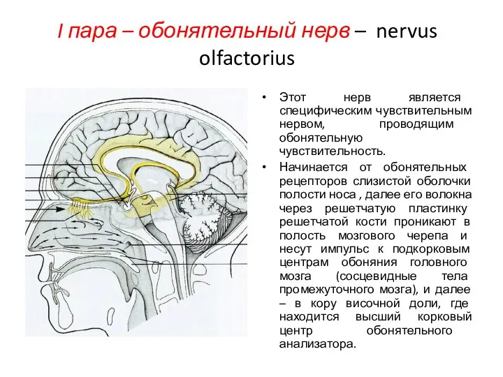 I пара – обонятельный нерв – nervus olfactorius Этот нерв является специфическим