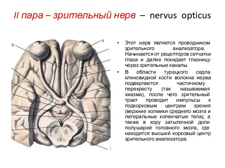 II пара – зрительный нерв – nervus opticus Этот нерв является проводником