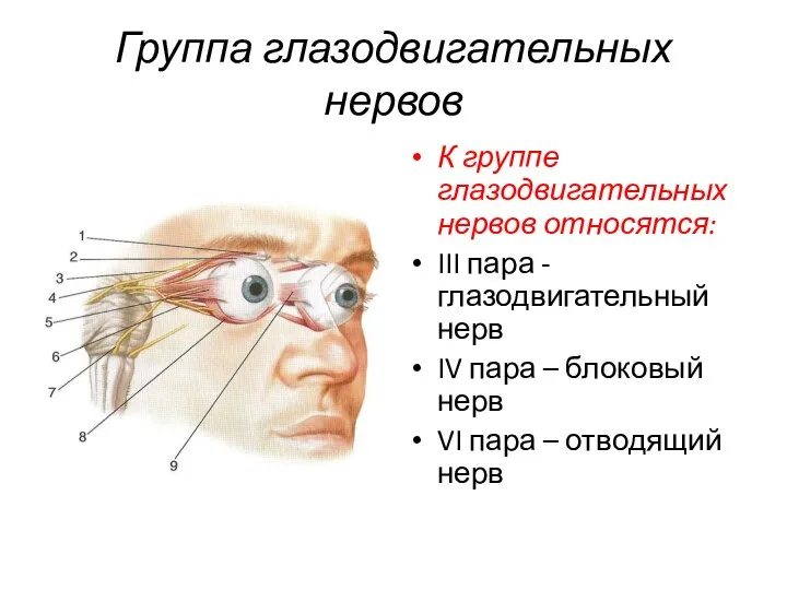 Группа глазодвигательных нервов К группе глазодвигательных нервов относятся: III пара - глазодвигательный