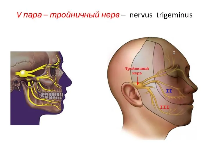 V пара – тройничный нерв – nervus trigeminus