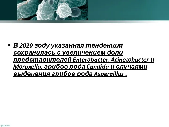 В 2020 году указанная тенденция сохранилась с увеличением доли представителей Enterobacter, Acinetobacter