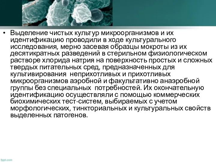 Выделение чистых культур микроорганизмов и их идентификацию проводили в ходе культурального исследования,