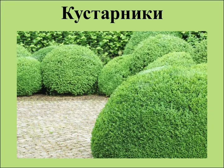 Кустарники