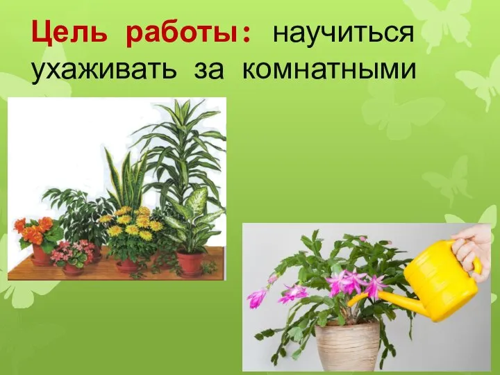 Цель работы: научиться ухаживать за комнатными растениями.