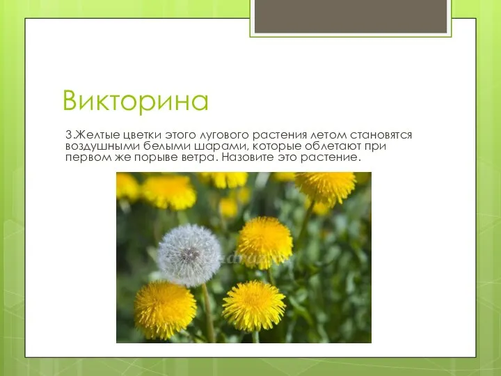 Викторина 3.Желтые цветки этого лугового растения летом становятся воздушными белыми шарами, которые