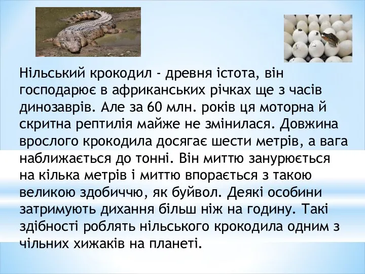 Нільський крокодил - древня істота, він господарює в африканських річках ще з