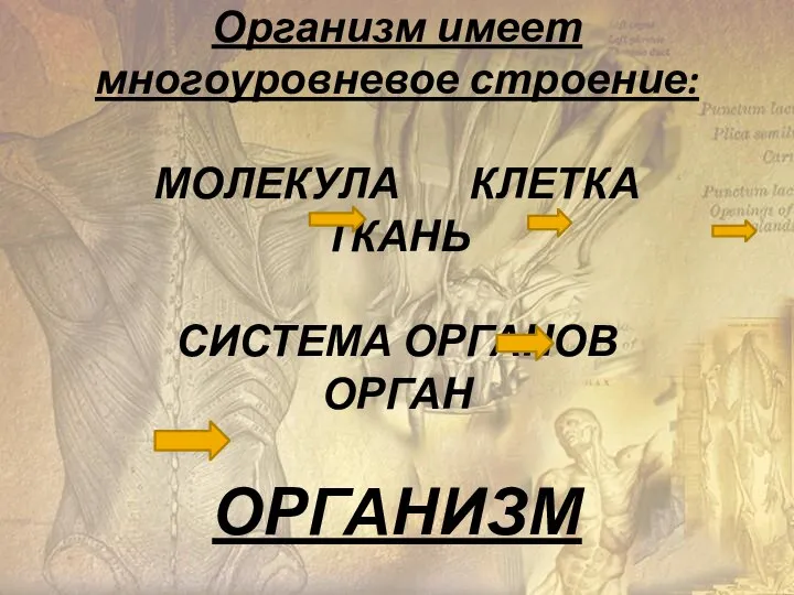 Организм имеет многоуровневое строение: МОЛЕКУЛА КЛЕТКА ТКАНЬ СИСТЕМА ОРГАНОВ ОРГАН ОРГАНИЗМ