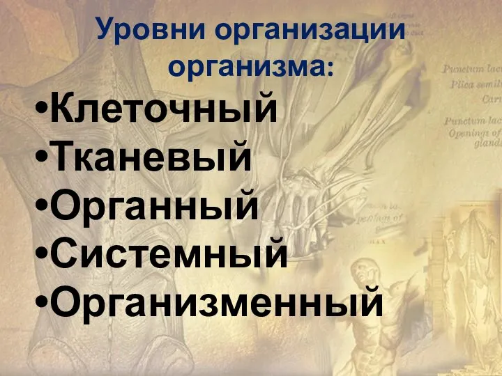 Уровни организации организма: Клеточный Тканевый Органный Системный Организменный