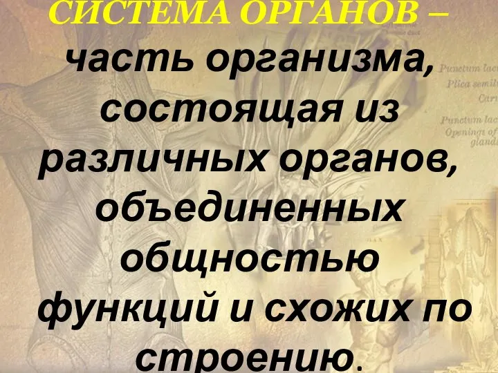 СИСТЕМА ОРГАНОВ – часть организма, состоящая из различных органов, объединенных общностью функций и схожих по строению.