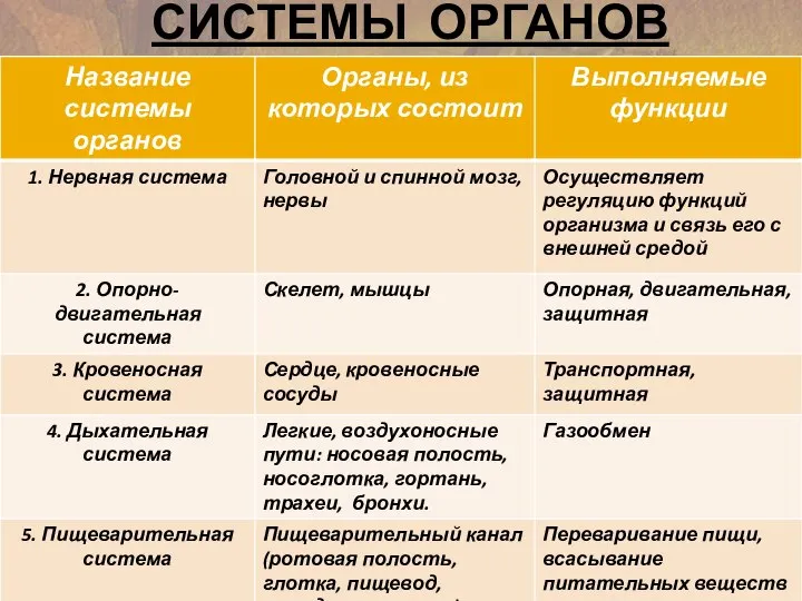 СИСТЕМЫ ОРГАНОВ