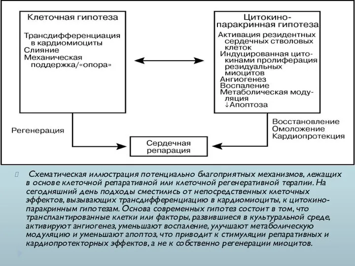 Схематическая иллюстрация потенциально благоприятных механизмов, лежащих в основе клеточной репаративной или клеточной