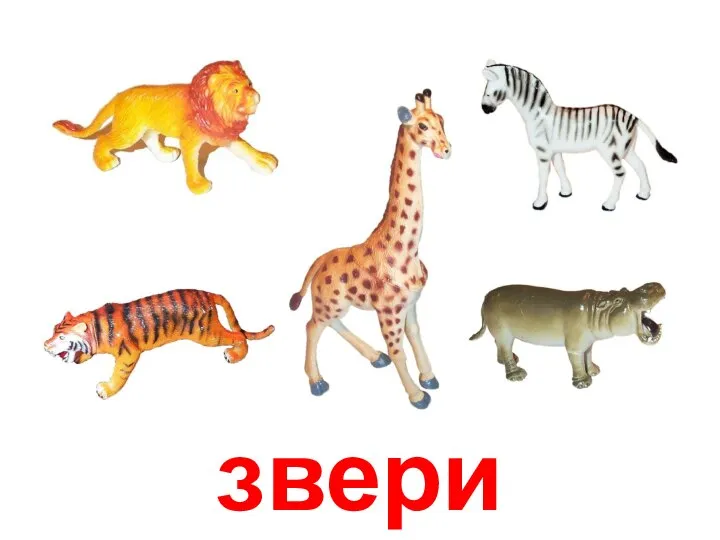 звери